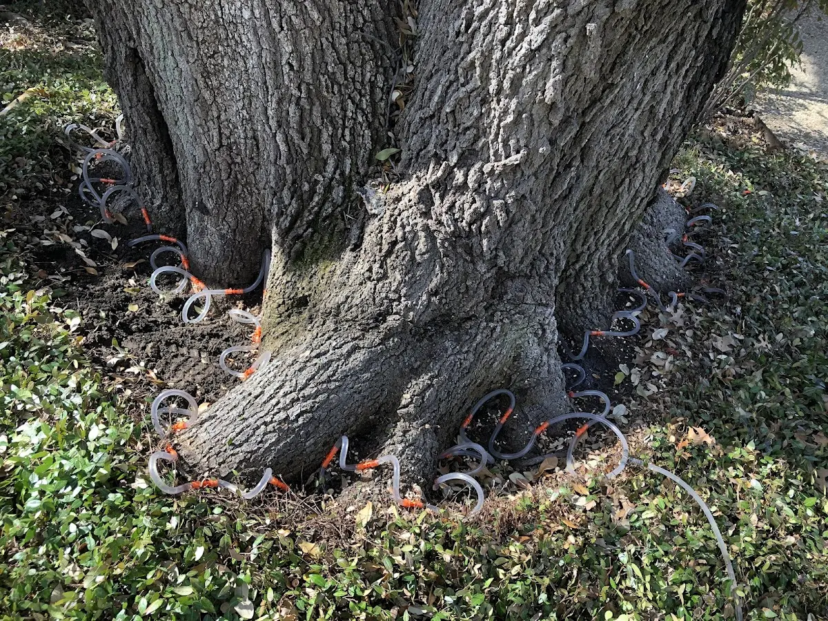 Detailed Tree Cabling and Bracing job site in Saint Inigoes